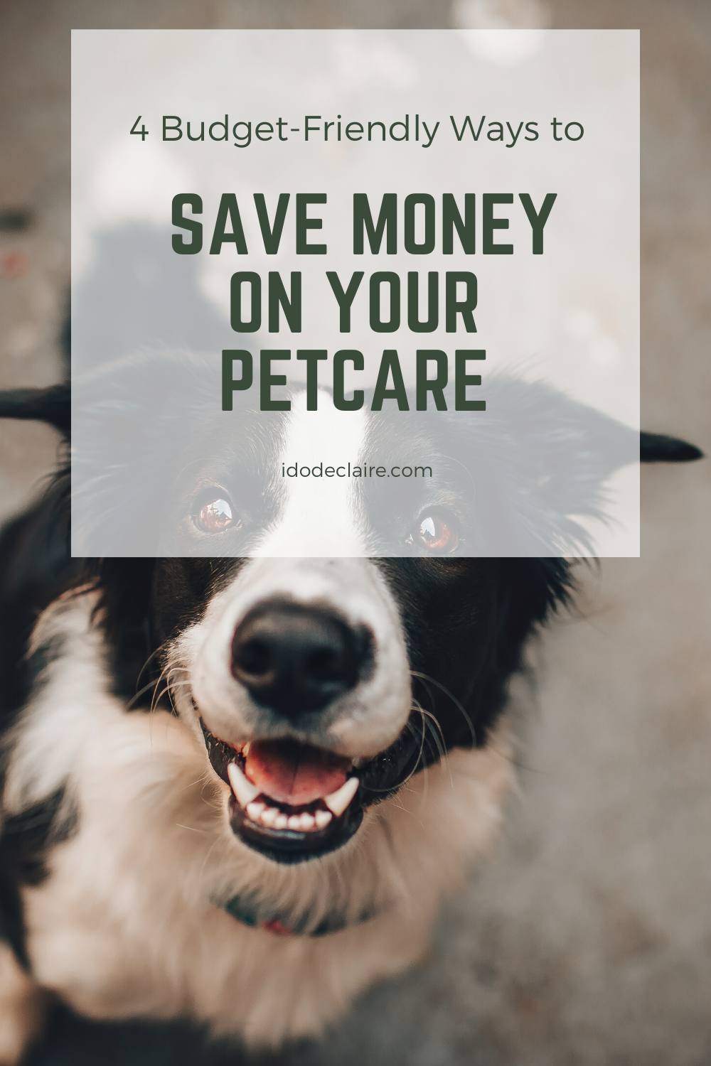 4 Budget-Friendly Ways to Save Money on Your Petcare