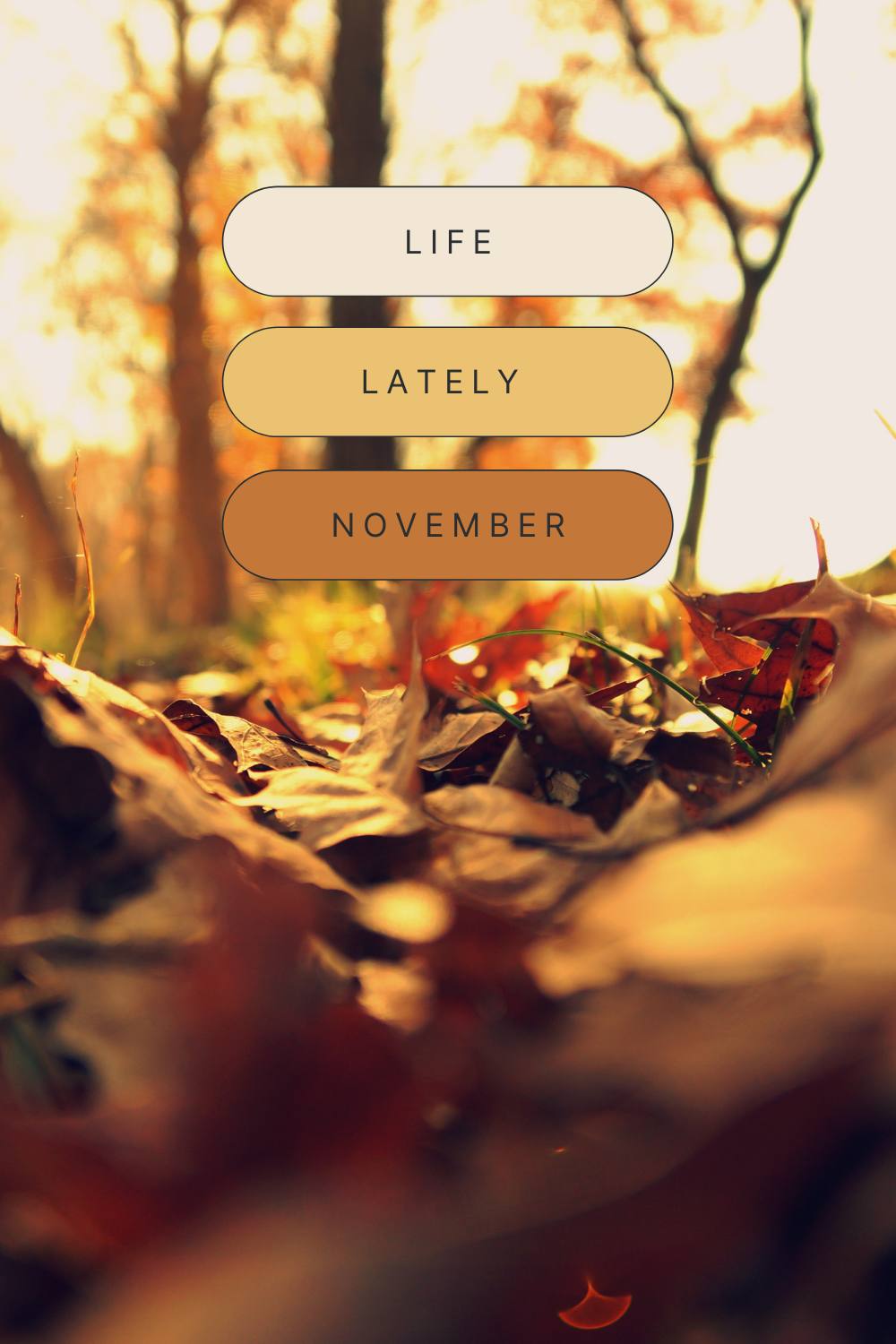 November | Life Lately