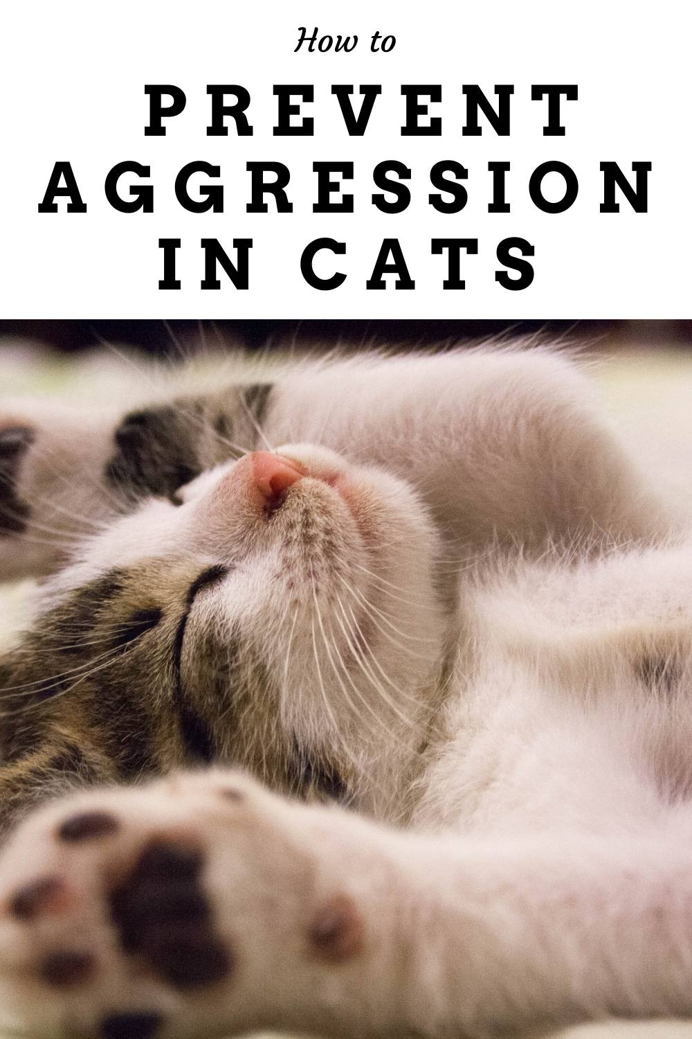 How to Prevent Aggression in Cats