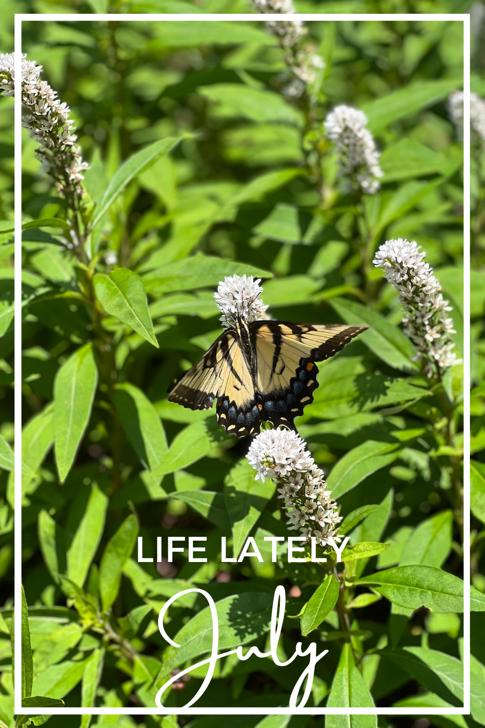 Life Lately | July