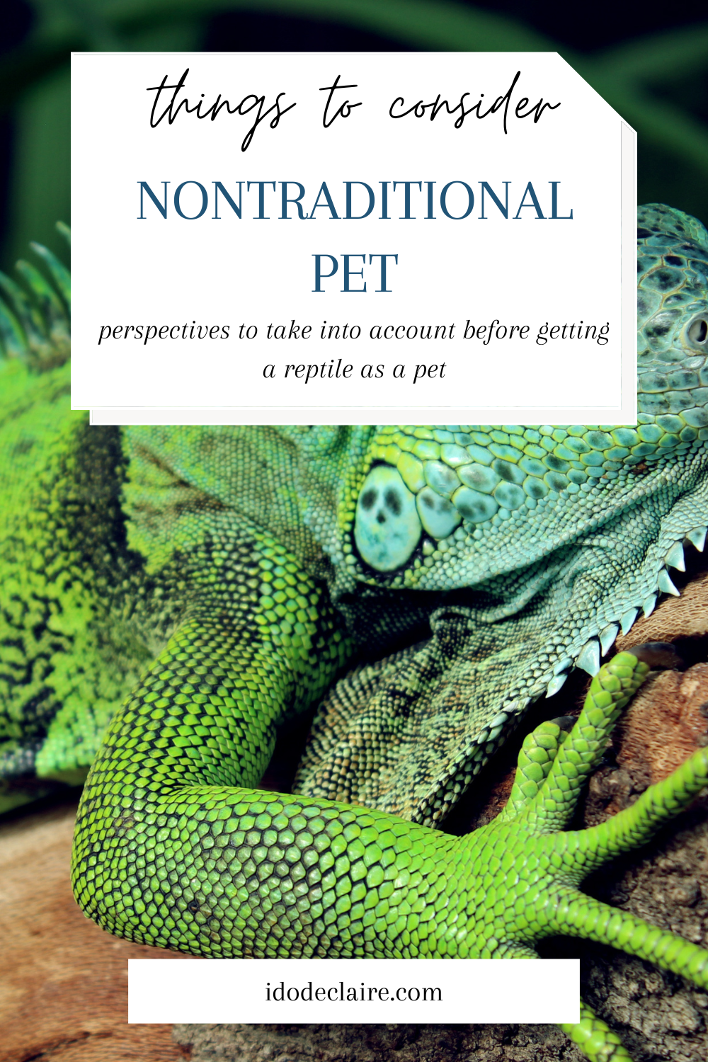 Things to Consider Before Getting a Nontraditional Pet