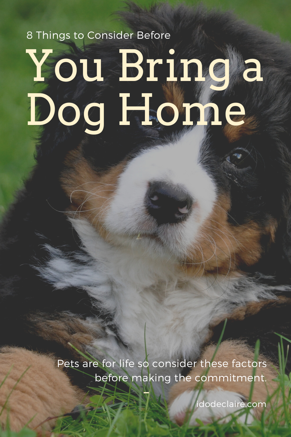 8 Things To Keep In Mind Before You Bring a Dog Home