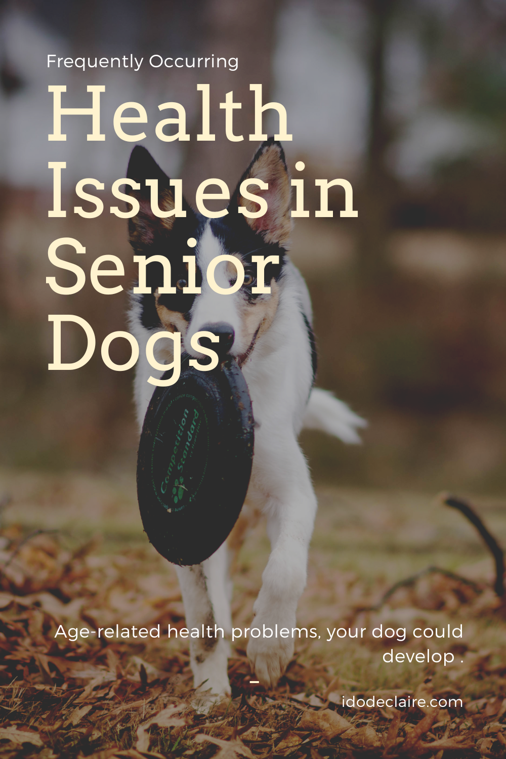3 Frequently Occurring Health Issues in Senior Dogs