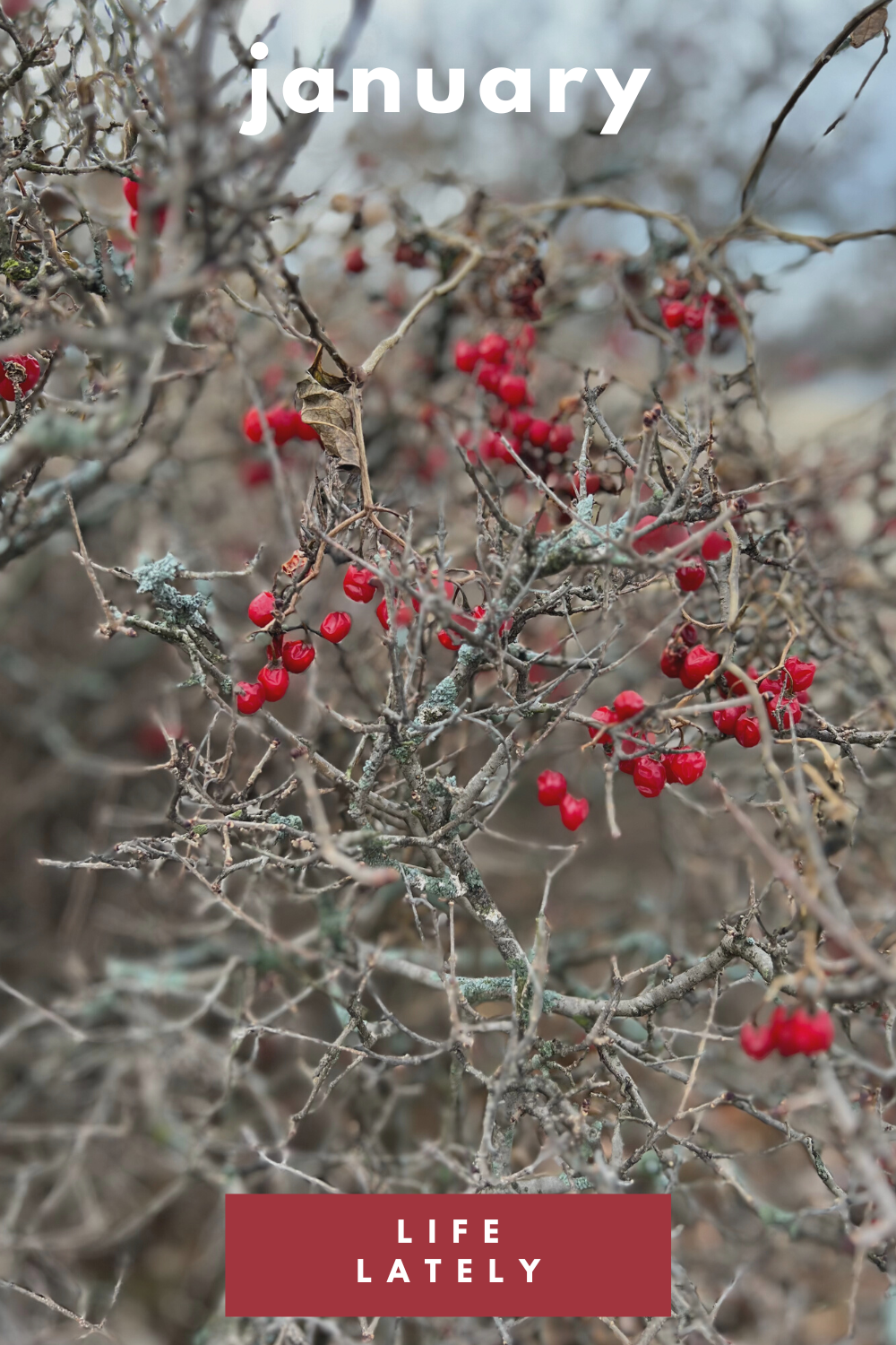 Life Lately | January