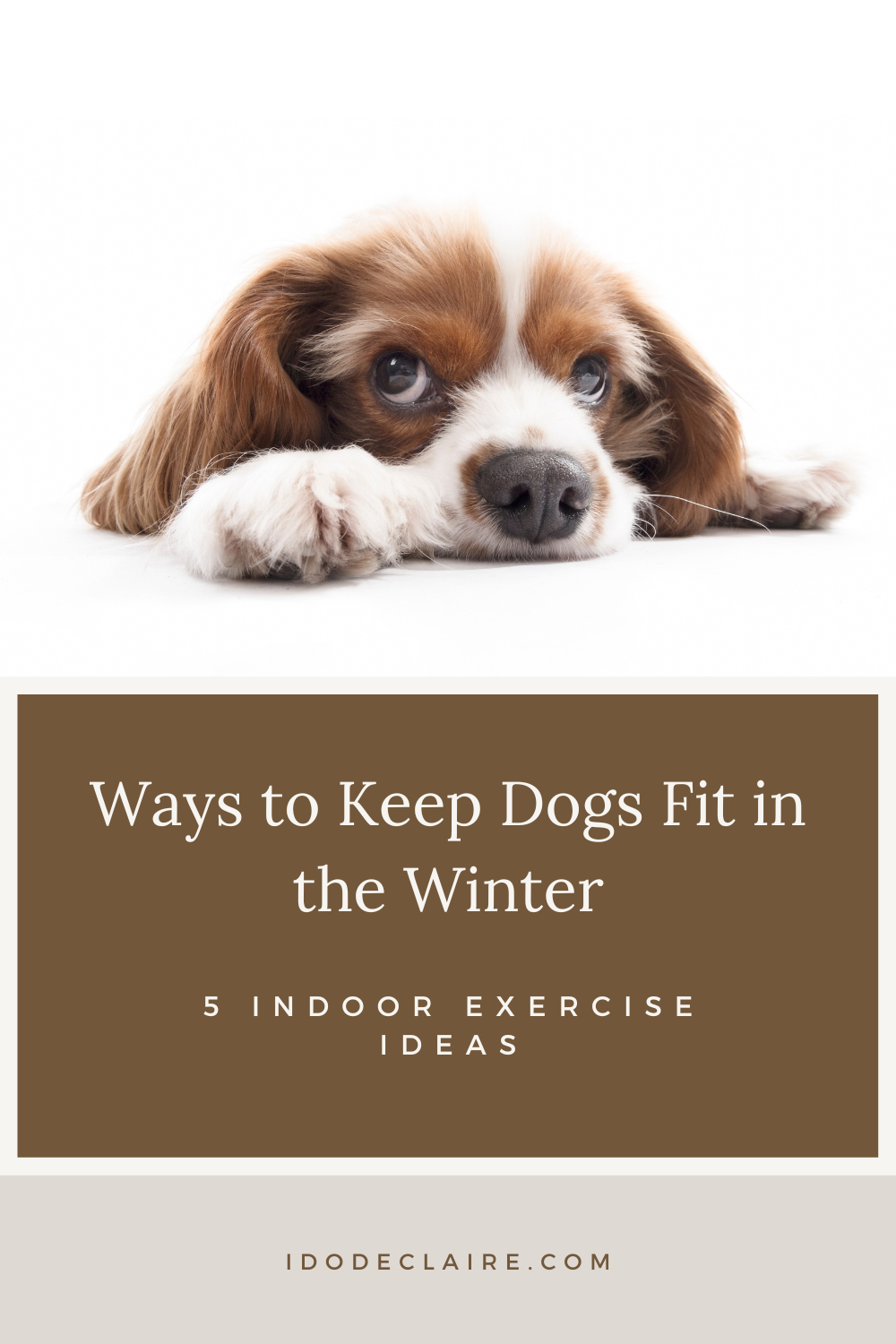 5 Indoor Exercises to Keep Dogs Fit in the Winter