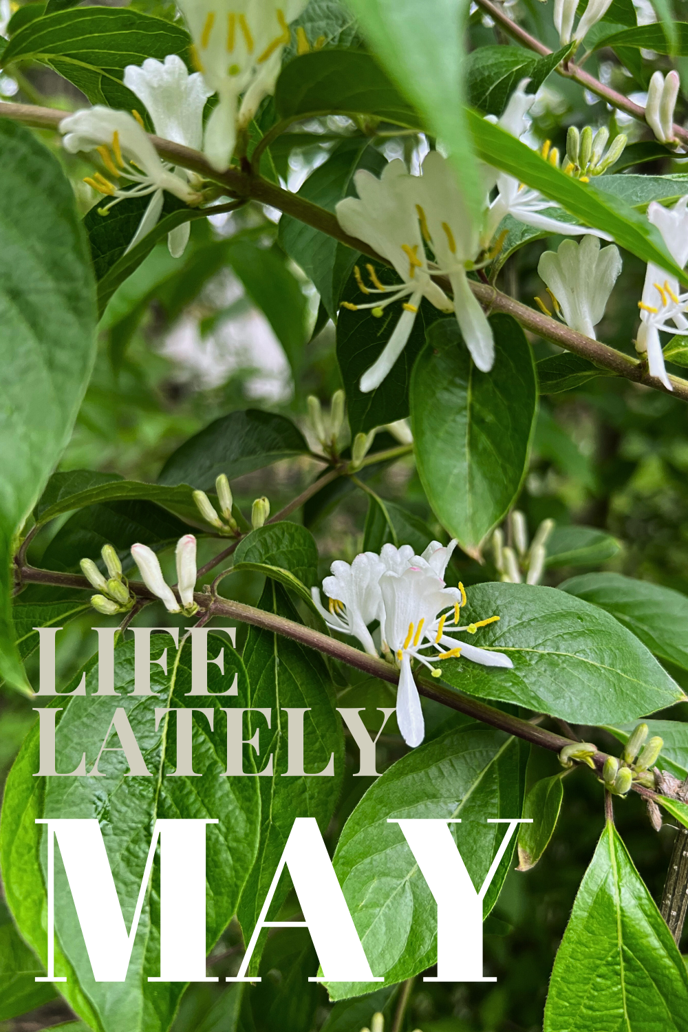 Life Lately | May