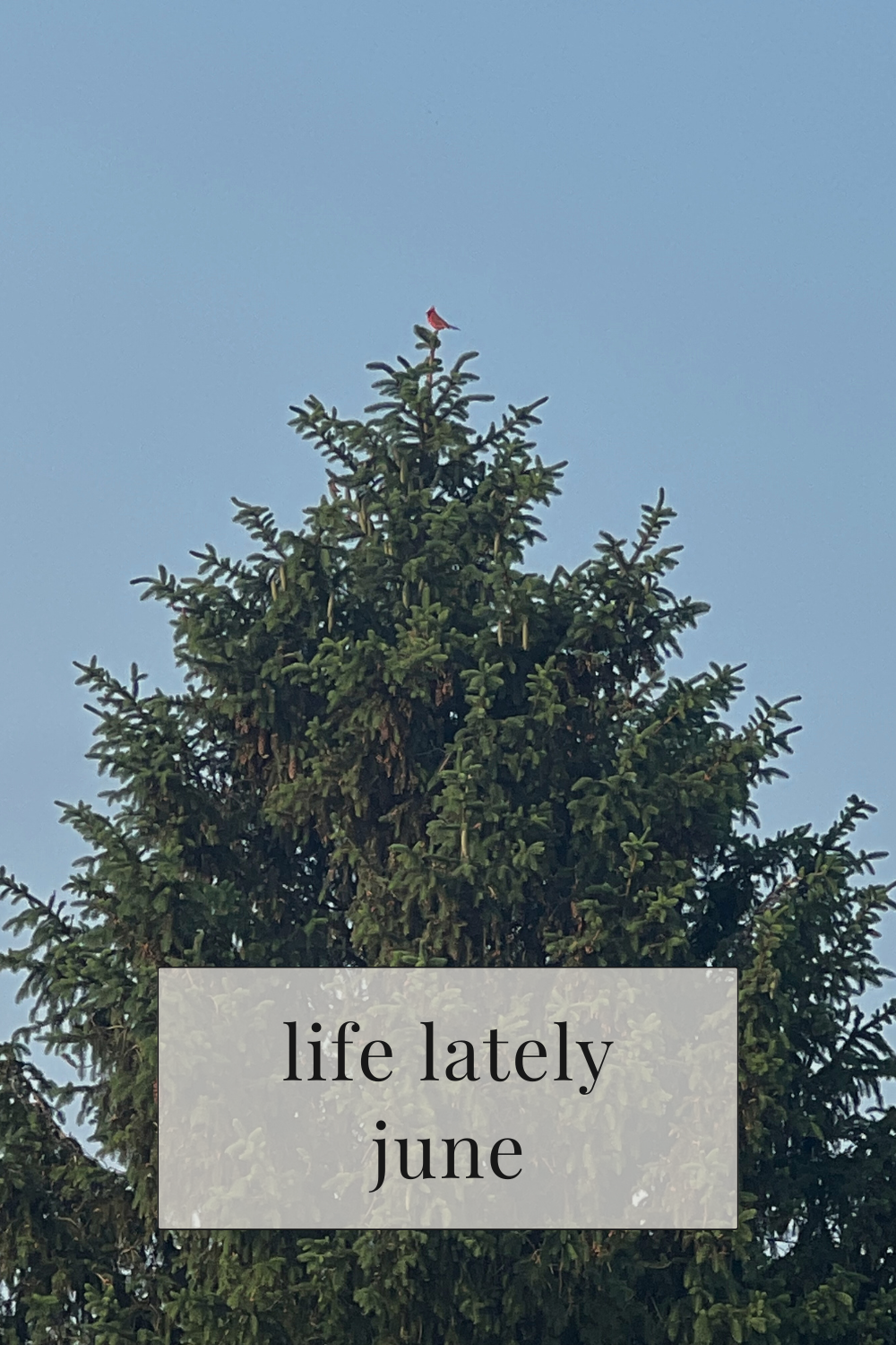 Life Lately | June