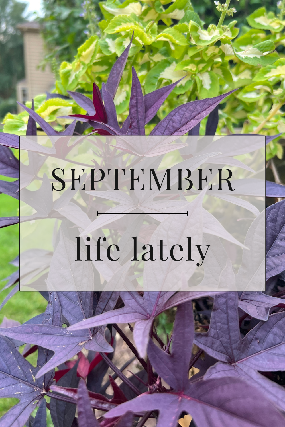 Life Lately | September 2023