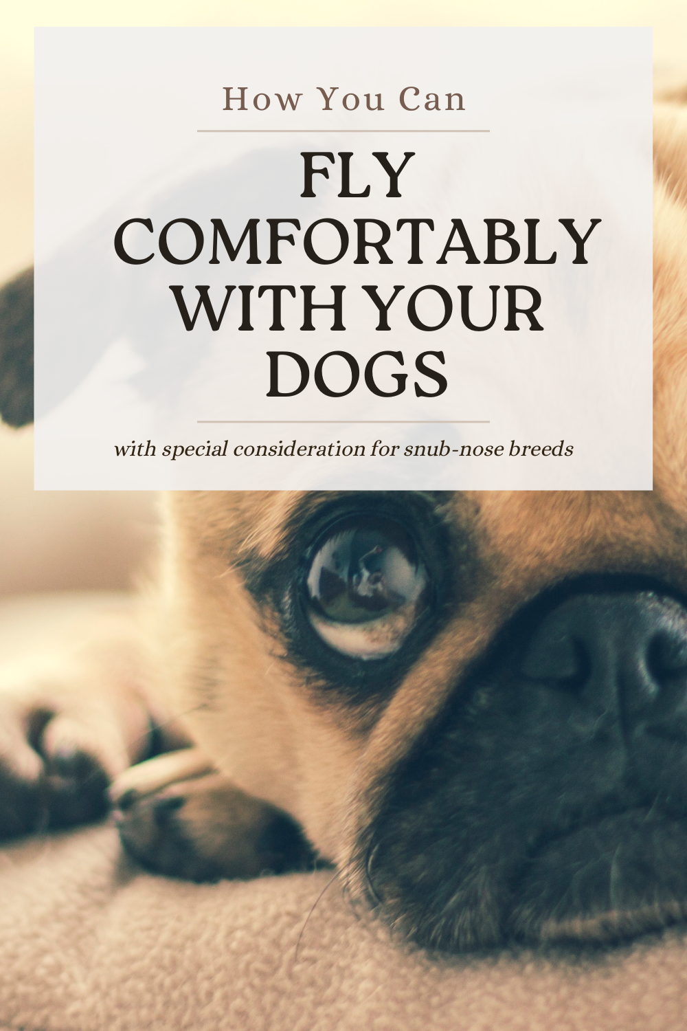 A Guide to Flying Comfortably with Your Dogs