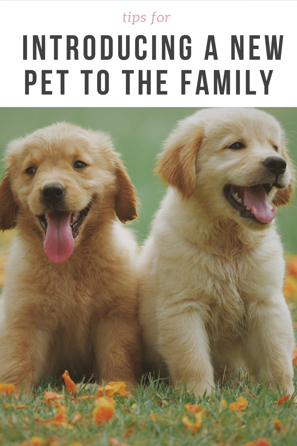 Tips for Introducing a New Pet to The Family