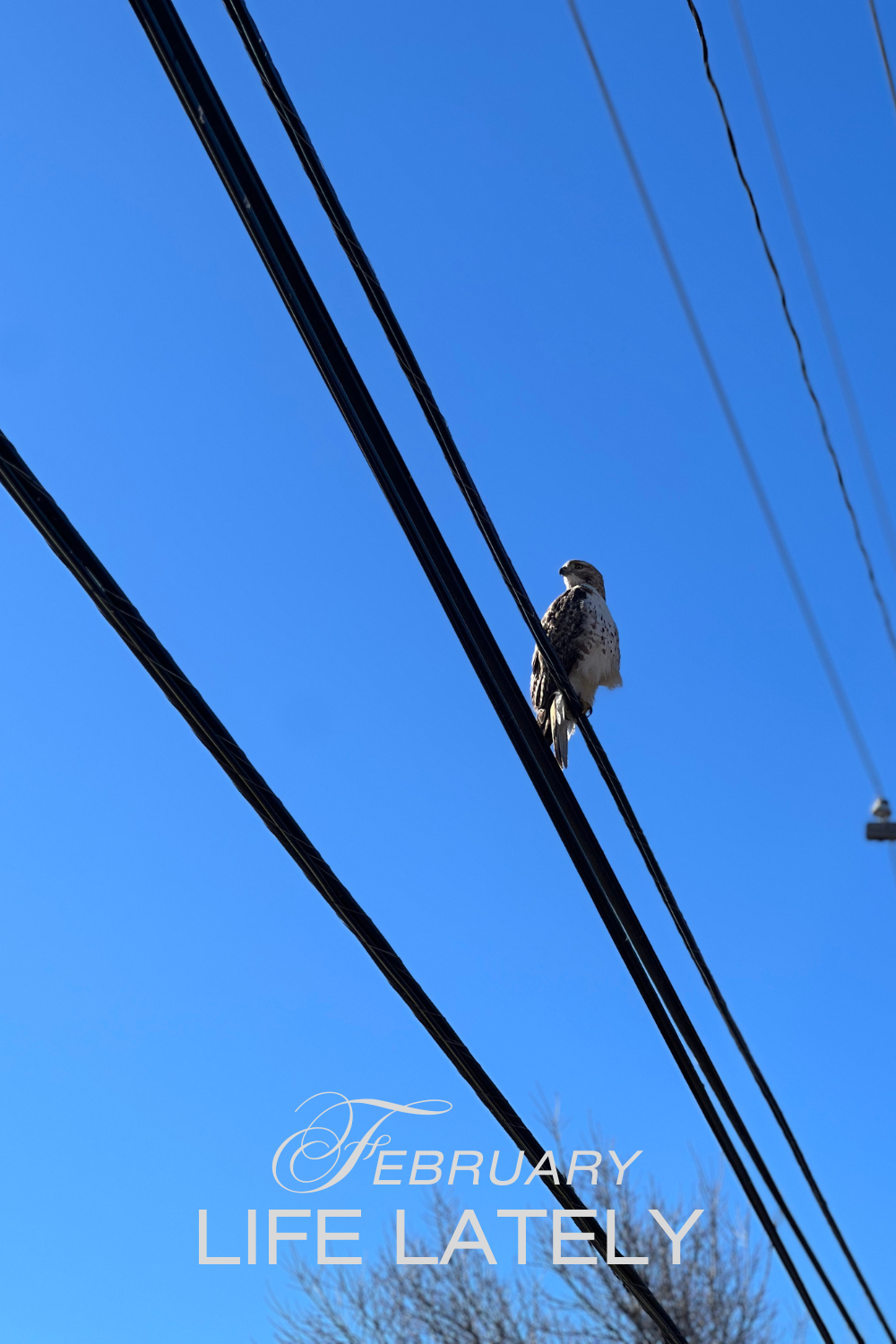 Life Lately | February