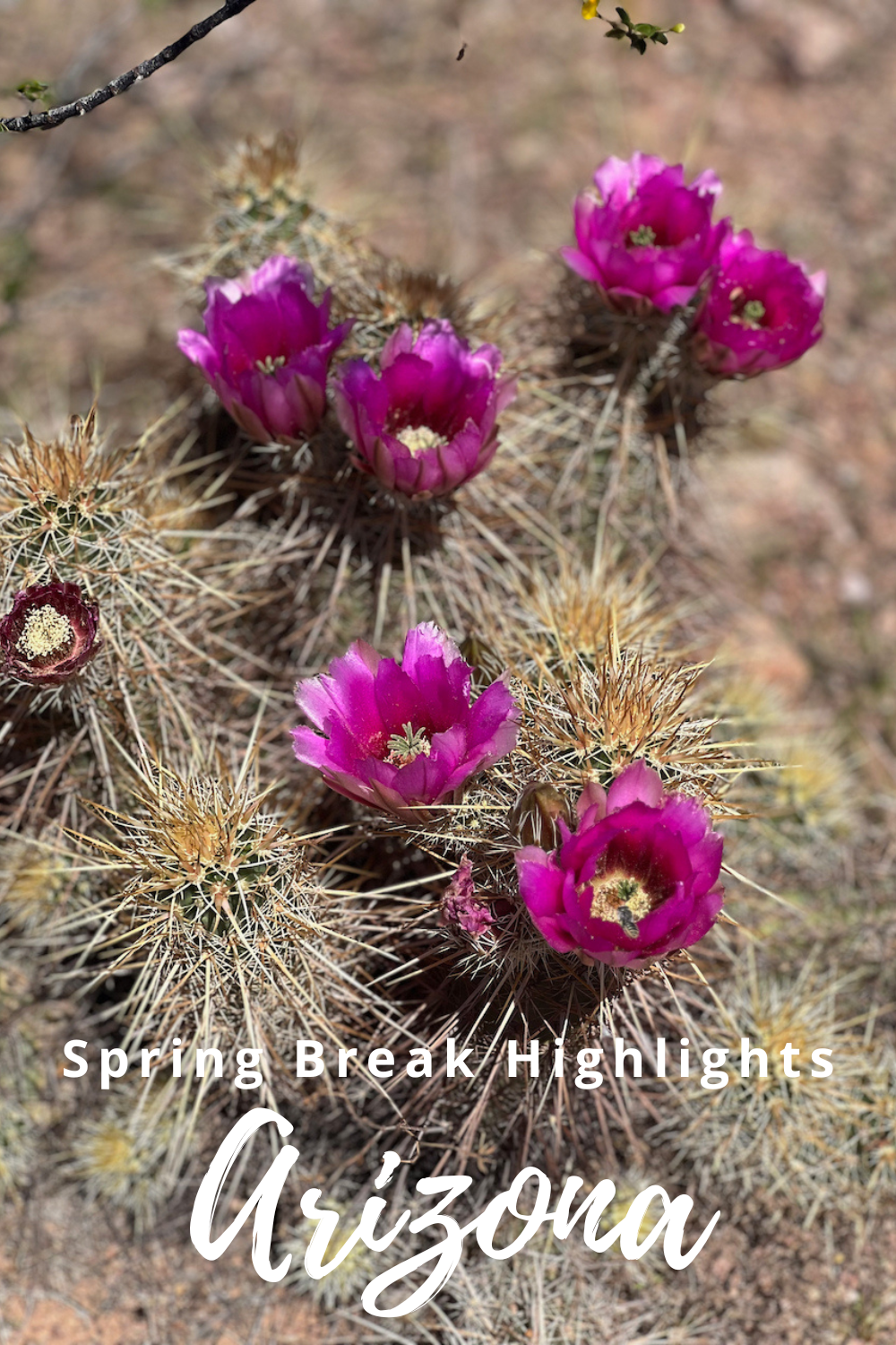 Arizona Highlights