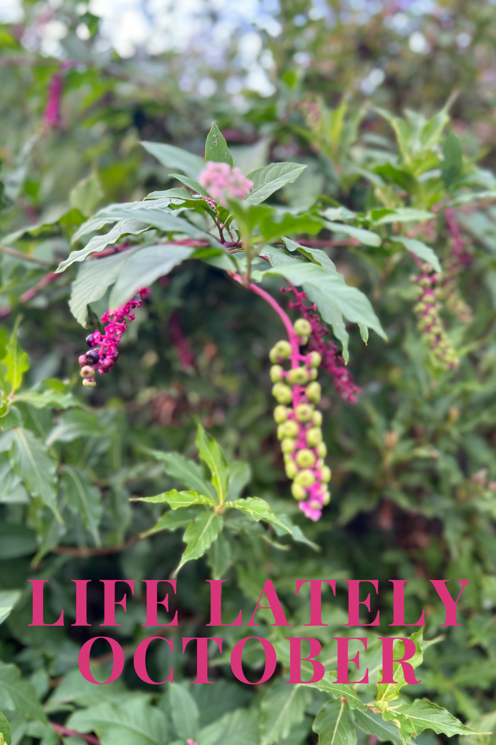 Life Lately | October