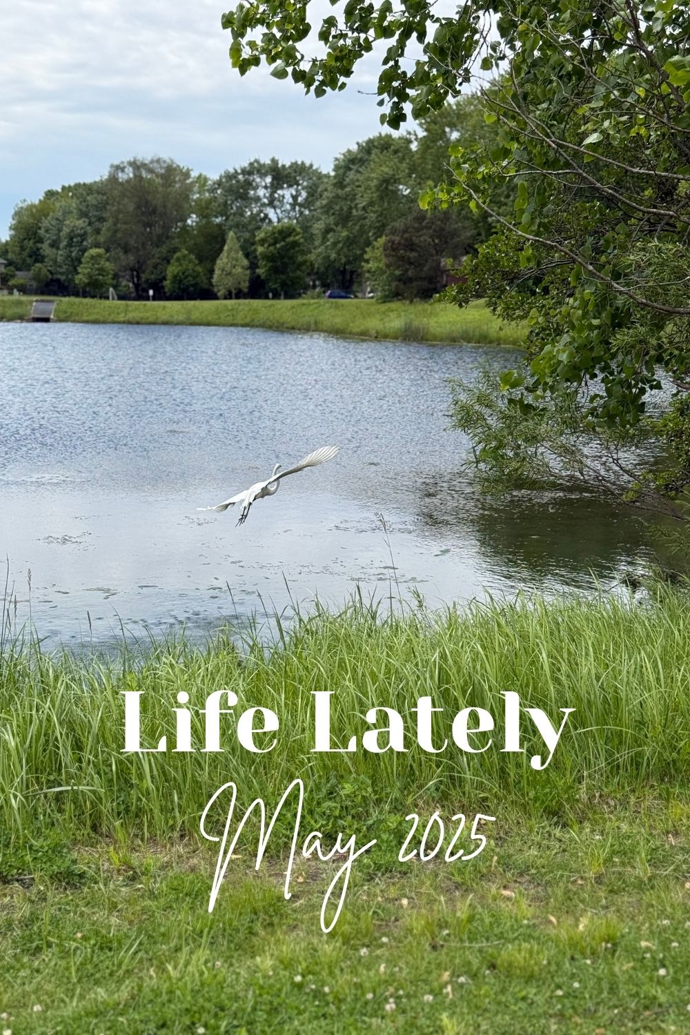 Life Lately | May 2025