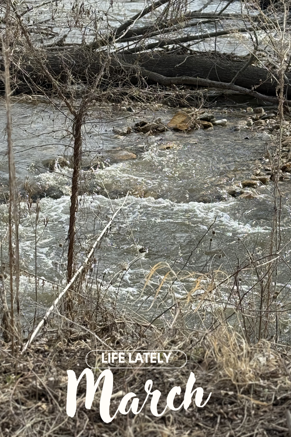 Life Lately | March 2026