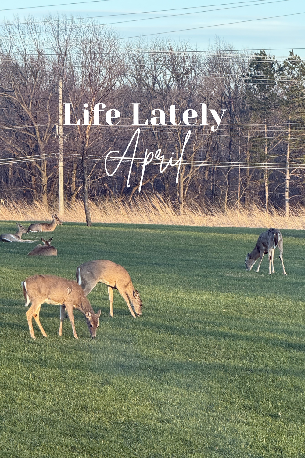 Life Lately | April 2026