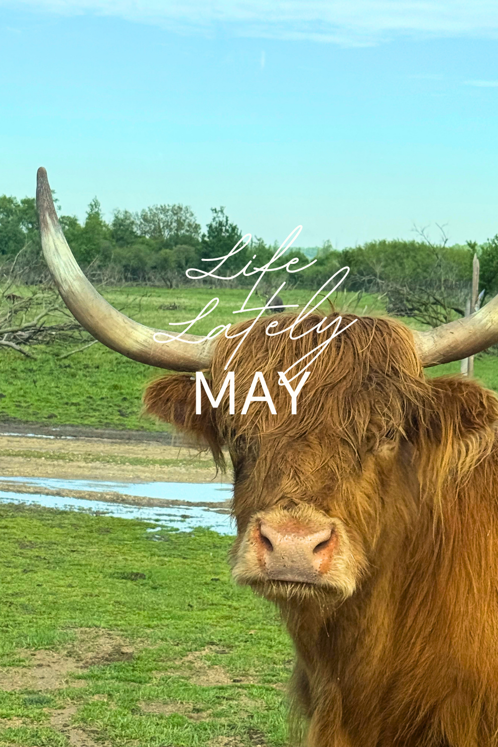 Life Lately | May 2026