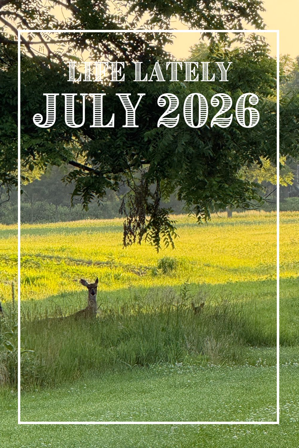 Life Lately | July 2026
