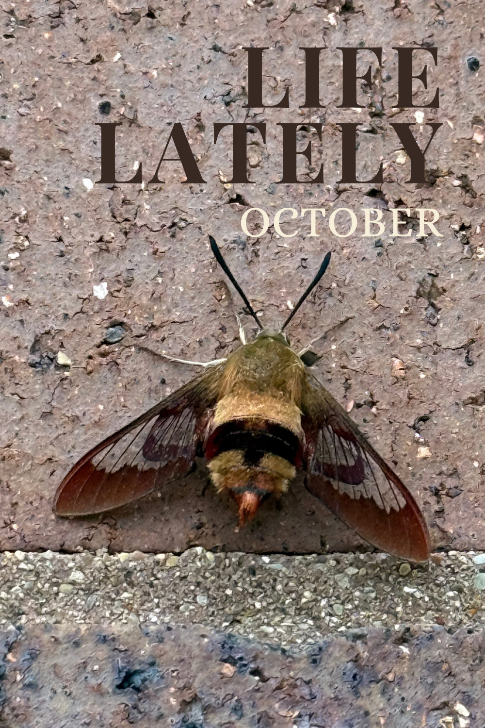 Life Lately | October